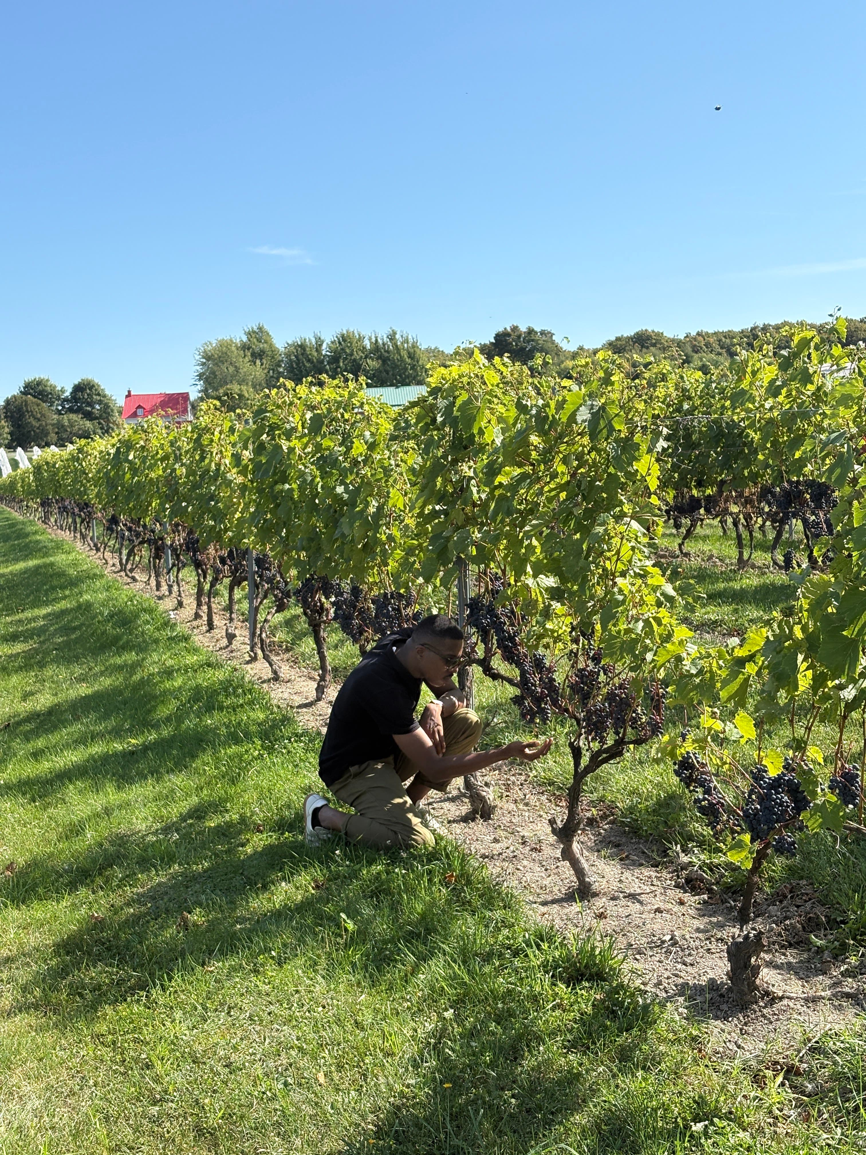 Filière viticole – Québec