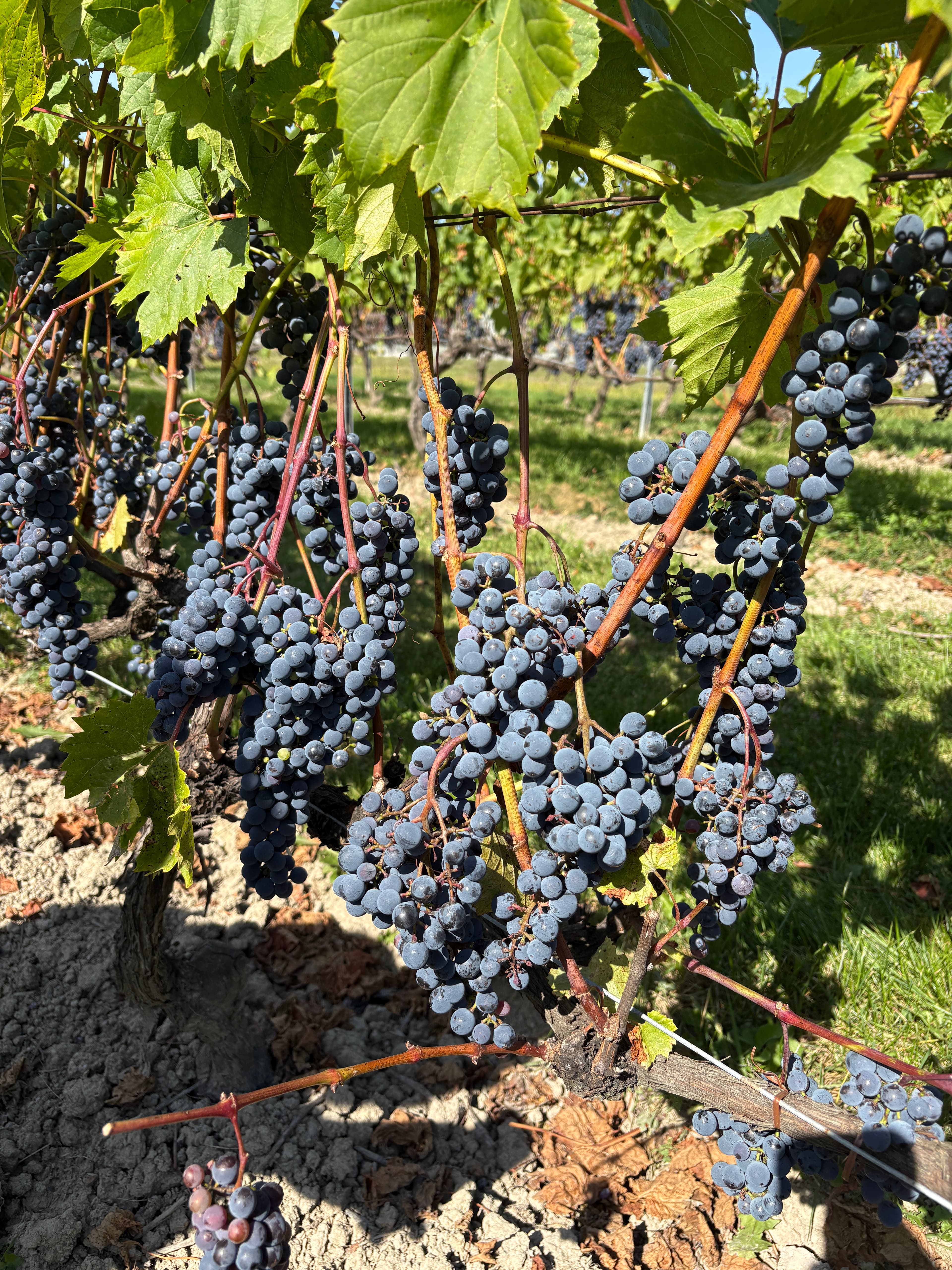 Filière pomicole – Québec